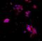 Phosphorylase Kinase Regulatory Subunit Beta antibody, orb378372, Biorbyt, Immunofluorescence image 