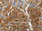 Beta-2-Microglobulin antibody, CSB-PA791042, Cusabio, Immunohistochemistry paraffin image 