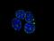 Olfactory Receptor Family 7 Subfamily G Member 1 antibody, MA1-10397, Invitrogen Antibodies, Immunocytochemistry image 