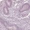 Calreticulin 3 antibody, HPA043355, Atlas Antibodies, Immunohistochemistry frozen image 