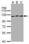EPH Receptor B3 antibody, LS-C109412, Lifespan Biosciences, Western Blot image 