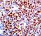 SRY-Box 11 antibody, LS-C348595, Lifespan Biosciences, Immunohistochemistry frozen image 