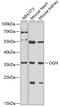 Osteoglycin antibody, 22-401, ProSci, Western Blot image 