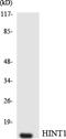 Histidine Triad Nucleotide Binding Protein 1 antibody, LS-C292056, Lifespan Biosciences, Western Blot image 