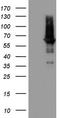 Calcium/calmodulin-dependent 3 ,5 -cyclic nucleotide phosphodiesterase 1A antibody, LS-C789787, Lifespan Biosciences, Western Blot image 