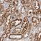 Succinyl-CoA:Glutarate-CoA Transferase antibody, NBP1-84272, Novus Biologicals, Immunohistochemistry frozen image 