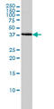 BCL2 Associated Athanogene 1 antibody, LS-B7266, Lifespan Biosciences, Western Blot image 