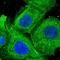 Dedicator Of Cytokinesis 9 antibody, PA5-60560, Invitrogen Antibodies, Immunofluorescence image 