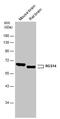 Regulator Of G Protein Signaling 14 antibody, PA5-78498, Invitrogen Antibodies, Western Blot image 