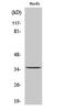 Transmembrane BAX Inhibitor Motif Containing 1 antibody, PA5-51044, Invitrogen Antibodies, Western Blot image 