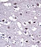 Opioid Receptor Mu 1 antibody, GTX00782, GeneTex, Immunohistochemistry paraffin image 