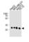 BCL2 Like 1 antibody, abx034903, Abbexa, Western Blot image 