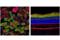 Gephyrin antibody, 43928S, Cell Signaling Technology, Immunofluorescence image 