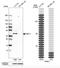 Proline Rich 11 antibody, NBP1-83784, Novus Biologicals, Western Blot image 