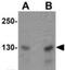 Microtubule Associated Scaffold Protein 2 antibody, NBP1-77130, Novus Biologicals, Western Blot image 