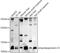 Apolipoprotein C3 antibody, GTX03650, GeneTex, Western Blot image 