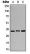 TNF Superfamily Member 9 antibody, LS-C351880, Lifespan Biosciences, Western Blot image 