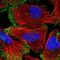 Neogenin 1 antibody, NBP1-89651, Novus Biologicals, Immunofluorescence image 