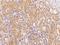 Cathepsin A antibody, 205241-T10, Sino Biological, Immunohistochemistry paraffin image 