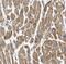 Myosin Light Chain 12A antibody, FNab05484, FineTest, Immunohistochemistry frozen image 