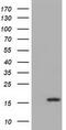 Interleukin-36 alpha antibody, CF501428, Origene, Western Blot image 