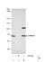 Replication Protein A1 antibody, NBP1-31382, Novus Biologicals, Immunoprecipitation image 