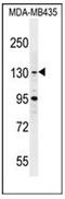 BRD4 Interacting Chromatin Remodeling Complex Associated Protein antibody, AP51862PU-N, Origene, Western Blot image 