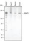 Ras GTPase-activating-like protein IQGAP2 antibody, AF5068, R&D Systems, Western Blot image 