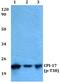 Cpi antibody, PA5-36842, Invitrogen Antibodies, Western Blot image 