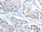 Adenylosuccinate Lyase antibody, LS-C404458, Lifespan Biosciences, Immunohistochemistry frozen image 