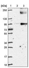 GPI ethanolamine phosphate transferase 1 antibody, PA5-58987, Invitrogen Antibodies, Western Blot image 