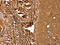 Calponin 3 antibody, CSB-PA984347, Cusabio, Immunohistochemistry frozen image 