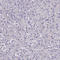 ATP Binding Cassette Subfamily C Member 8 antibody, HPA042318, Atlas Antibodies, Immunohistochemistry frozen image 