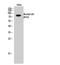 Ubiquitin A-52 Residue Ribosomal Protein Fusion Product 1 antibody, STJ97363, St John
