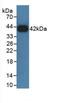 Growth Hormone Receptor antibody, MBS2028601, MyBioSource, Western Blot image 