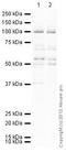 DNA Topoisomerase I antibody, ab85038, Abcam, Western Blot image 