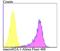 H2A Histone Family Member Y antibody, NBP2-76947, Novus Biologicals, Flow Cytometry image 