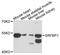 Serum Response Factor Binding Protein 1 antibody, A11808, Boster Biological Technology, Western Blot image 