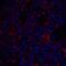 Transmembrane 4 L6 family member 1 antibody, 6229, ProSci, Immunofluorescence image 