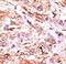 Guanylate Cyclase 1 Soluble Subunit Alpha 2 antibody, LS-C98331, Lifespan Biosciences, Immunohistochemistry frozen image 