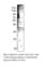 Angiopoietin Like 5 antibody, ANGPTL5-501AP, FabGennix, Western Blot image 