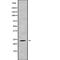 Mitochondrial Ribosomal Protein L43 antibody, PA5-68065, Invitrogen Antibodies, Western Blot image 