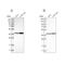 Enoyl-CoA Delta Isomerase 2 antibody, NBP1-89283, Novus Biologicals, Western Blot image 