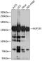 Nucleoporin 133 antibody, GTX64772, GeneTex, Western Blot image 