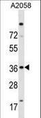 Insulin gene enhancer protein ISL-2 antibody, LS-C165303, Lifespan Biosciences, Western Blot image 