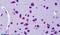 CYLD Lysine 63 Deubiquitinase antibody, PA5-18688, Invitrogen Antibodies, Immunohistochemistry frozen image 