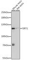 Sirtuin 1 antibody, GTX32875, GeneTex, Western Blot image 