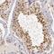 DNA Ligase 4 antibody, NBP1-87405, Novus Biologicals, Immunohistochemistry frozen image 