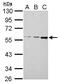 Methylcrotonoyl-CoA Carboxylase 2 antibody, GTX116739, GeneTex, Western Blot image 