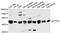 Actin Related Protein T3 antibody, A13198, ABclonal Technology, Western Blot image 